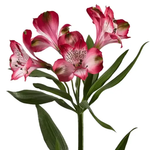 Alstroemerias Bi-Color Red