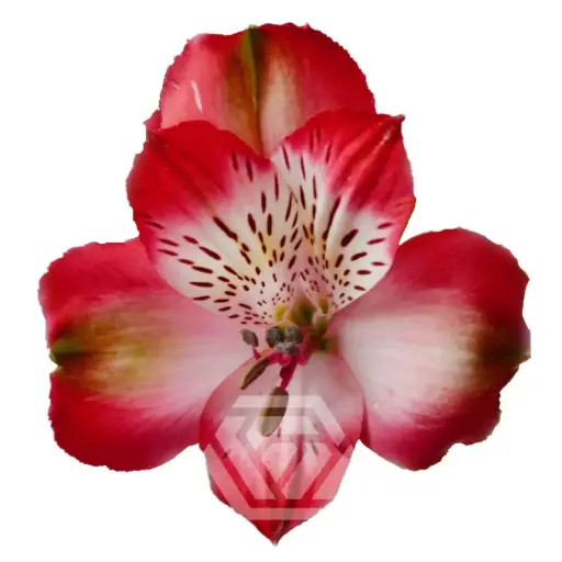 Alstromeria Bi Color Red Strawberry