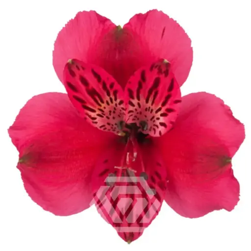 Alstromeria Hot Pink Lucia 
