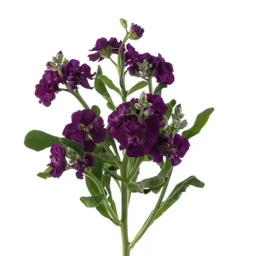 Stock Purple (10st)
