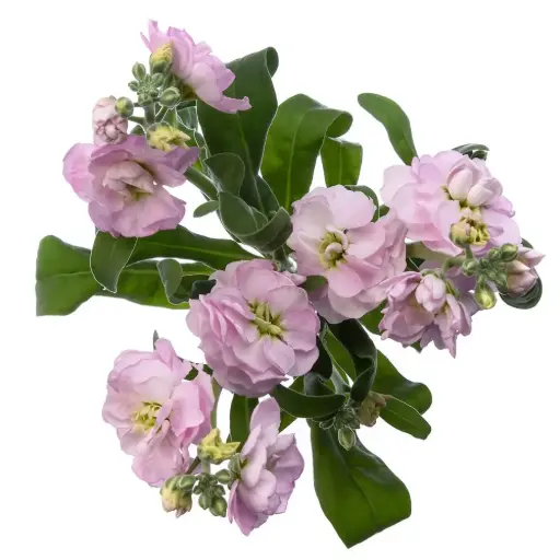 Stock Light Pink - 5 stems 