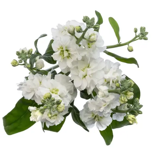 Stock White - 5 stems 