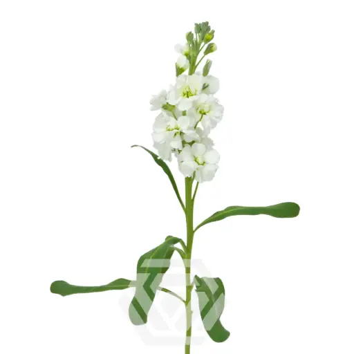 Stock White - 5 stems 