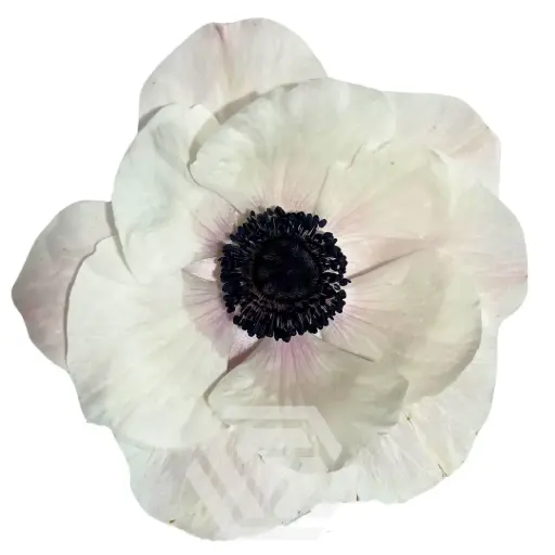 Anemone Blushing Panda 