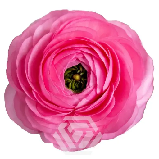 40cm Ranunculus Medium Pink Rosa 