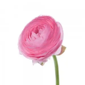Ranunculus Medium Pink Rosa 