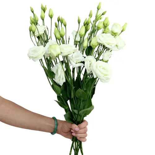 Lisianthus White 70cm