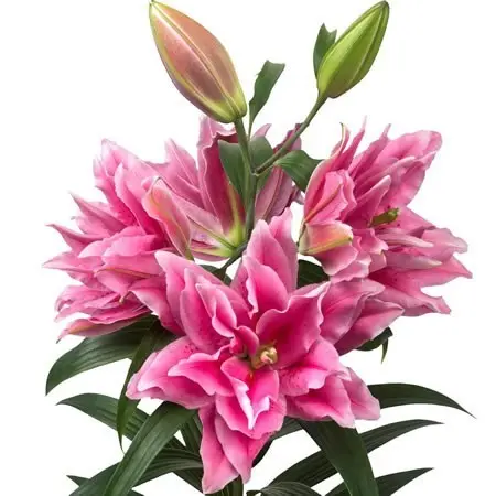 RoseLilies Pink Ciara