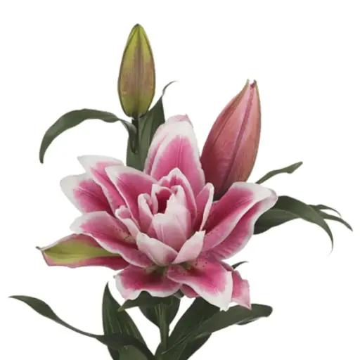 RoseLilies Pink Natasha