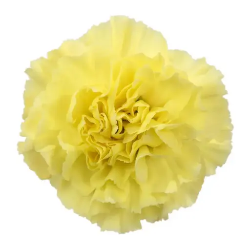 LG Carnations Yellow Diletta