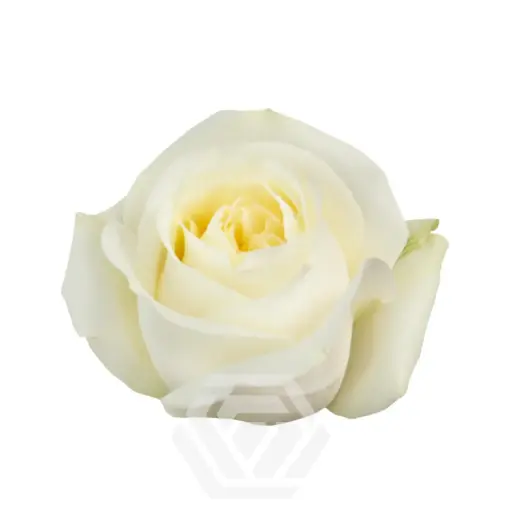 40cm Roses White Polo 