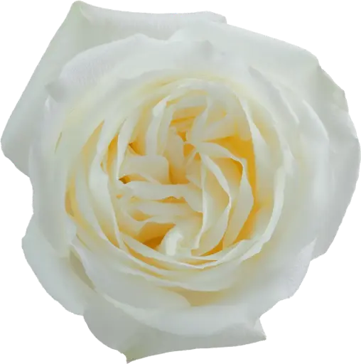 40cm Roses White Polo 