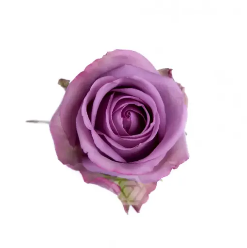 40cm Roses Lavender Cool Water 