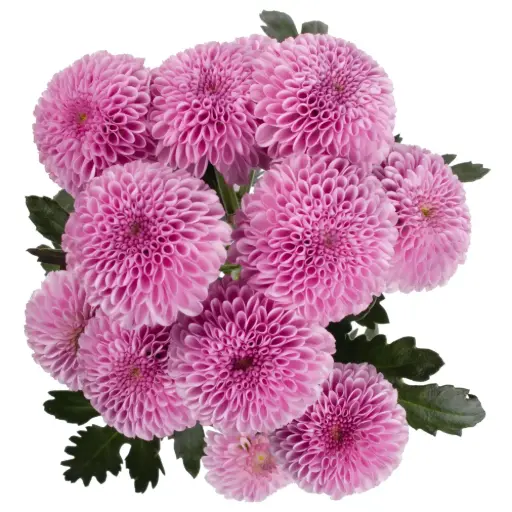 Button Pilot Lavender