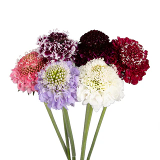 Scabiosa Assorted