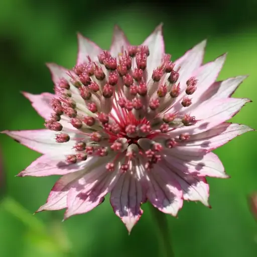 Astrantias