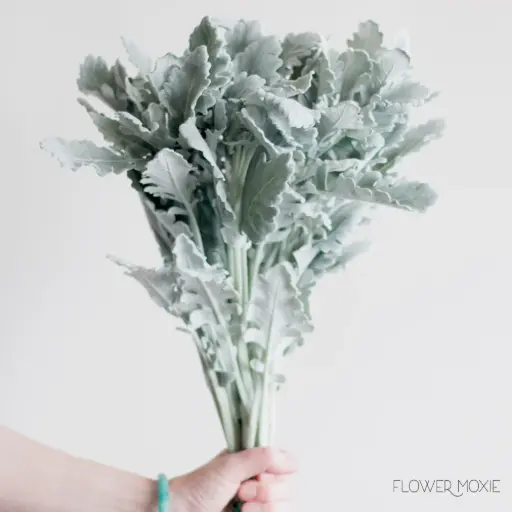 Dusty Miller