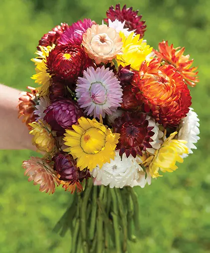 Strawflower Assorted 60cm