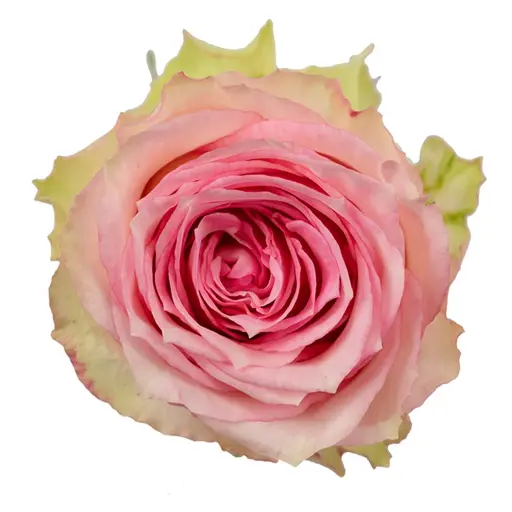 40cm Roses Medium Pink Esperance