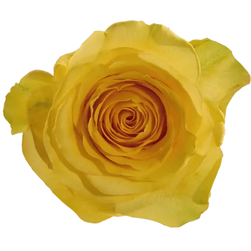 50cm Roses Yellow Summer 