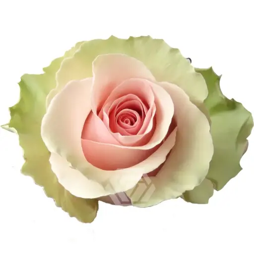 50cm Roses Pink Absolut 