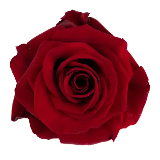 50cm Roses Red Redvolution