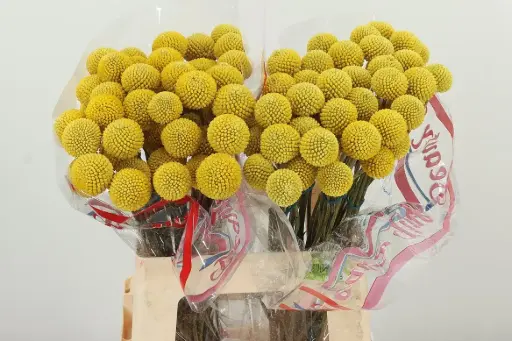 Craspedia Paintball Pop