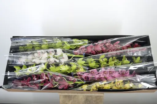 Orchids Assorted Cymbidium