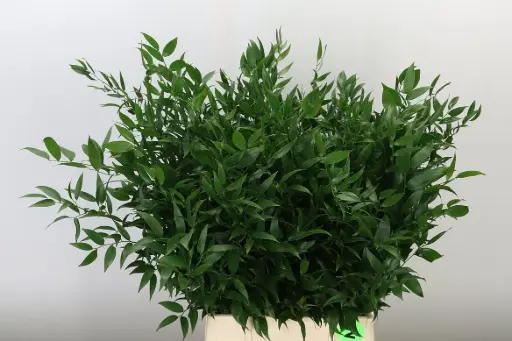 Ruscus Aculeatus - Italian Ruscus