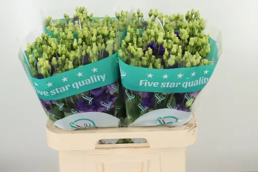 Lisianthus Pure White Alissa 