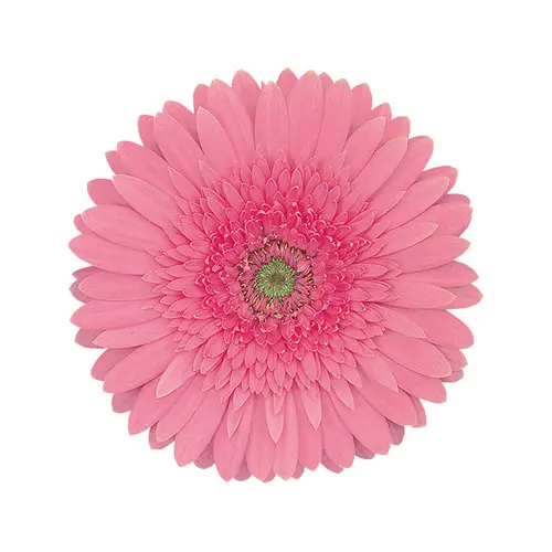 Gerberas Light Pink (10ST)