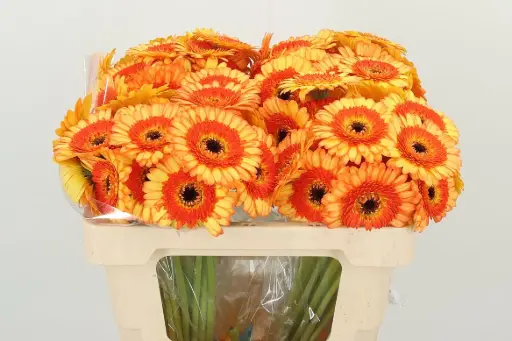 Gerbera Yellow/Orange Decora 