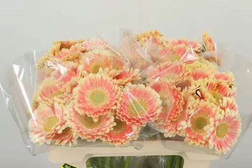 Gerbera Peach/Yellow Tompouce 