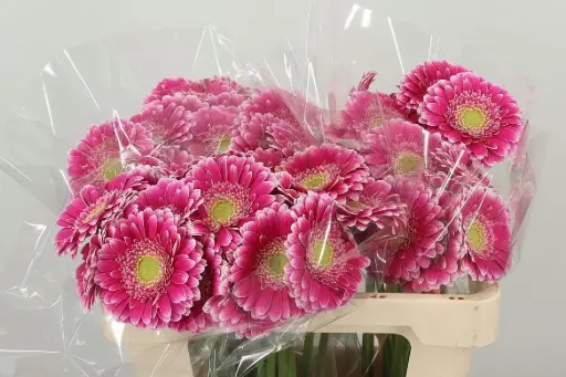 Gerbera Hot Pink Wonderwall 