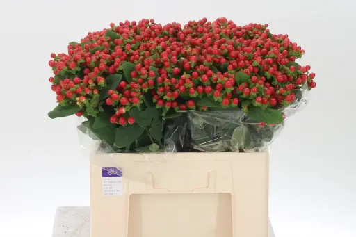 Hypericum Red Flair