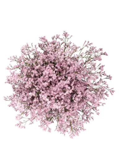 Caspia Light Pink Tropink