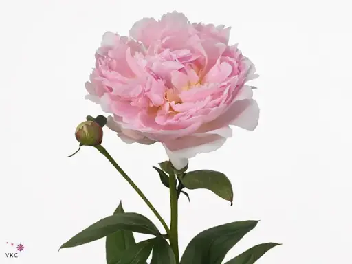 Peonies Blush Pink Nicholls