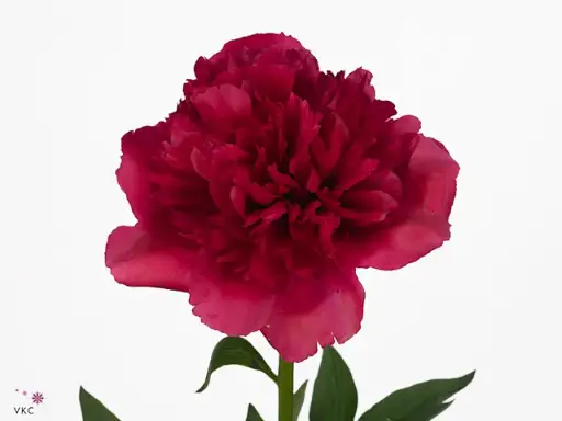 Peonies Dark Red Faithful