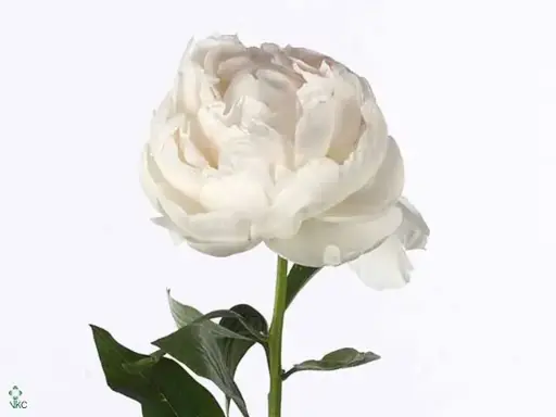 Peonies White Claude 