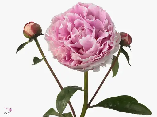 Peonies Pink Sarah 