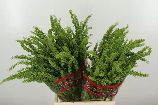 Rumex Crisp Curly Dock 