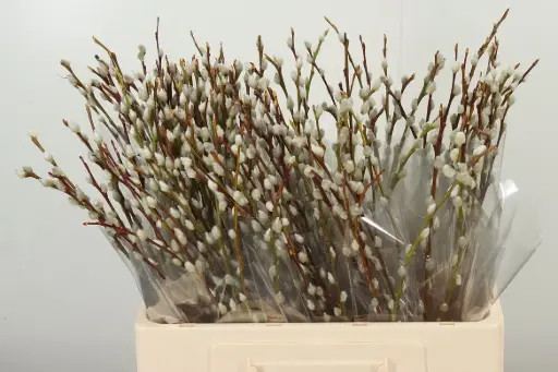 Pussy Willow 