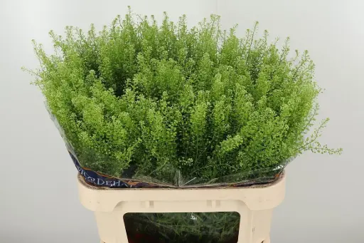 Lepidium - Pepper Grass