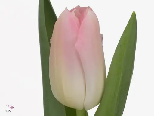 Tulips Pink Dynasty 
