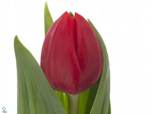 Tulips Red Escape 