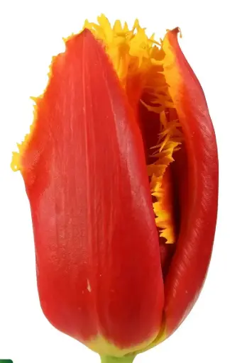 Tulips Yellow and Red Davenport 