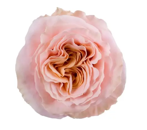 40cm Roses Peach Shimmer 