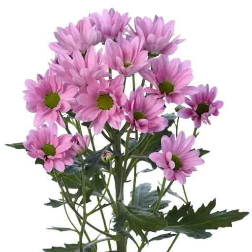 Daisies Pink Rihana