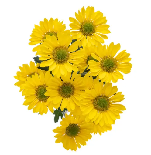 Micropom Yellow Superb