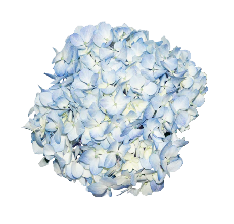 Hydrangeas Blue Antique 